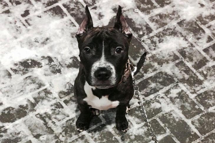 Como os cães cronometram os seus passeios: o cronómetro secreto no corpo do seu animal de estimação