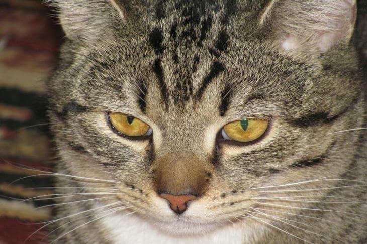 O que acontece quando se apara as garras de um gato: cirurgia, não uma manicura