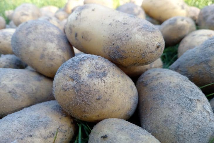 O que acontece quando se corta a batata demasiado cedo: um pânico silencioso no submundo