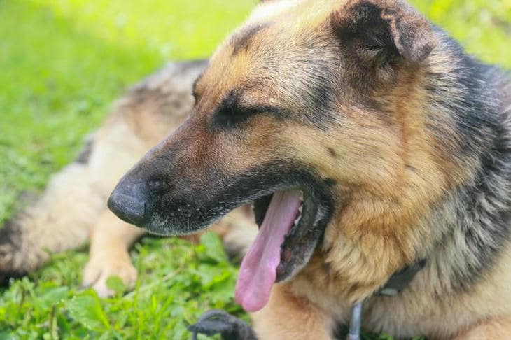 O que acontece se ignorarmos o ladrar à porta: como o acaso se torna mania