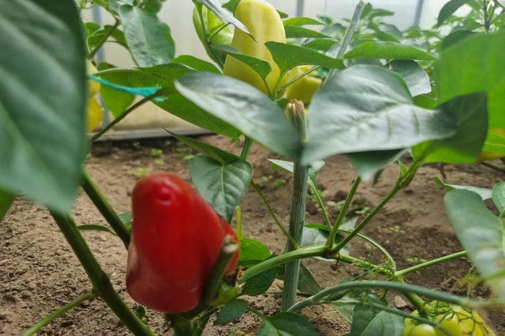 Porque é que as folhas do pimento ficam roxas: um sinal de socorro que é confundido com uma caraterística varietal