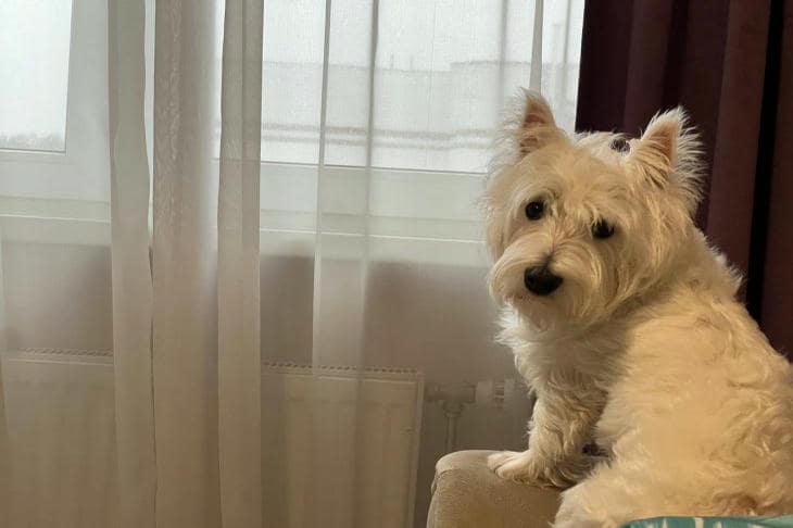 Porque é que o cachorro mastiga tudo: a dor de crescer e encontrar os limites do mundo