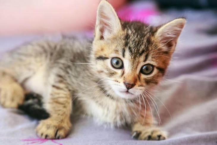 Porque é que um gato dorme nas patas: cálculo da temperatura e limites sociais