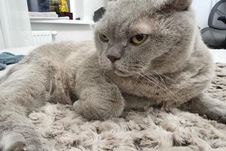 Porque é que um gato precisa de bigodes nas patas: um sistema de navegação oculto de que raramente se fala