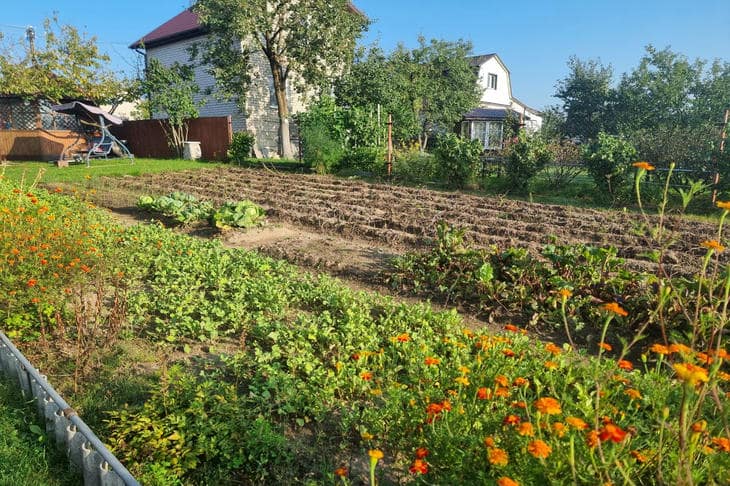 Quando não dar ouvidos ao calendário lunar: uma fé cega que arruína a colheita